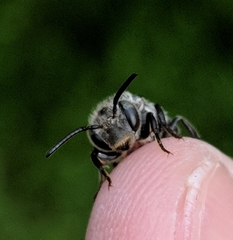 Coelioxys sodalis