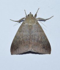 Achaea indeterminata