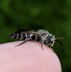 Coelioxys sodalis