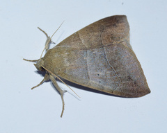 Achaea indeterminata