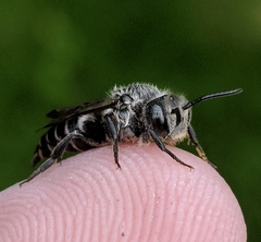 Coelioxys sodalis