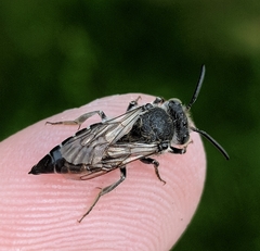 Coelioxys sodalis
