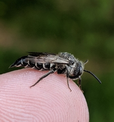 Coelioxys sodalis