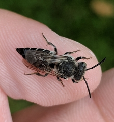 Coelioxys sodalis