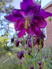 Aquilegia atrata