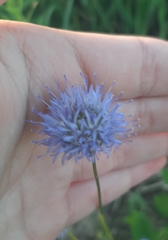 Jasione montana