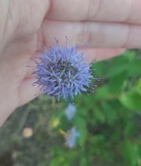 Jasione montana
