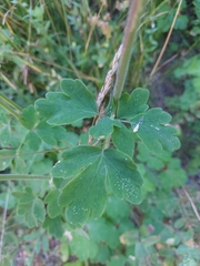 Aquilegia atrata