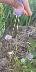 Jasione montana