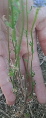 Jasione montana