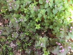 Lamium purpureum