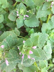 Lamium purpureum