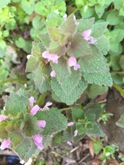Lamium purpureum