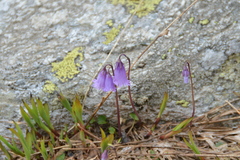 Soldanella pusilla
