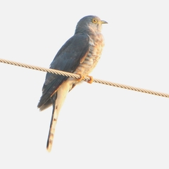 Cuculus canorus canorus