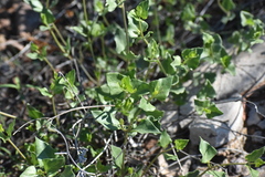 Acleisanthes