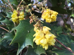 Berberis