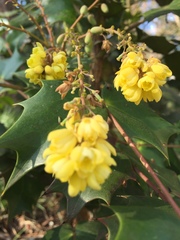Berberis