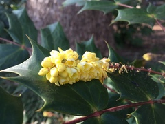 Berberis