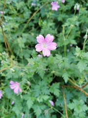 Geranium