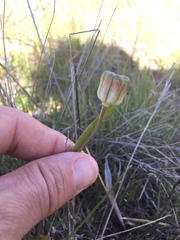 Fritillaria liliacea