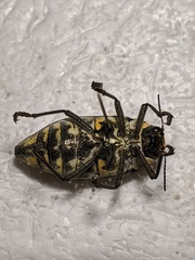 Julodis fimbriata