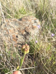 Fritillaria liliacea