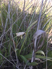 Fritillaria liliacea