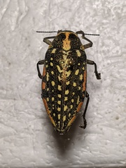 Julodis fimbriata