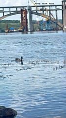 Anas platyrhynchos