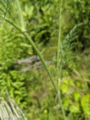 Daucus carota
