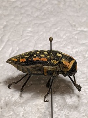 Julodis fimbriata
