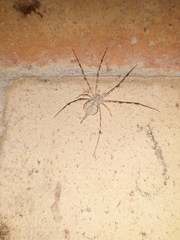 Araneae