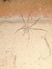 Araneae