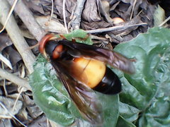 Vespa affinis