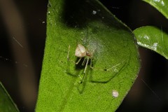 Chrysso lingchuanensis