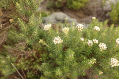 Ozothamnus turbinatus