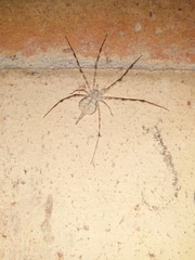 Araneae