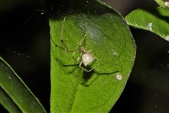 Chrysso lingchuanensis