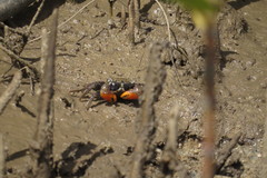 Parasesarma longicristatum