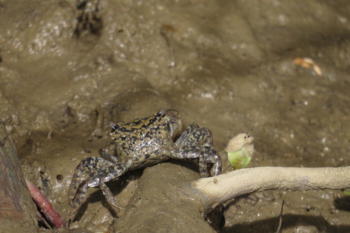 Parasesarma longicristatum
