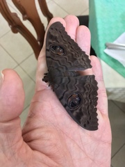 Erebus walkeri