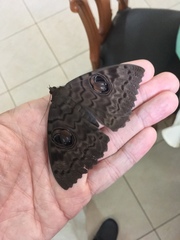 Erebus walkeri