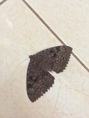 Erebus walkeri