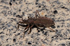 Lisarda rhypara