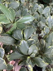 Heptapleurum arboricola