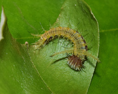 Pseudacraea lucretia tarquinea