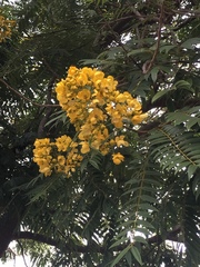 Cassiinae