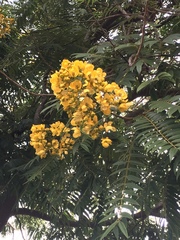 Cassiinae