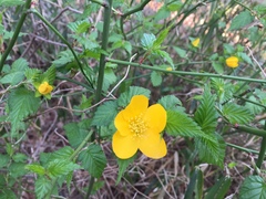 Kerria japonica